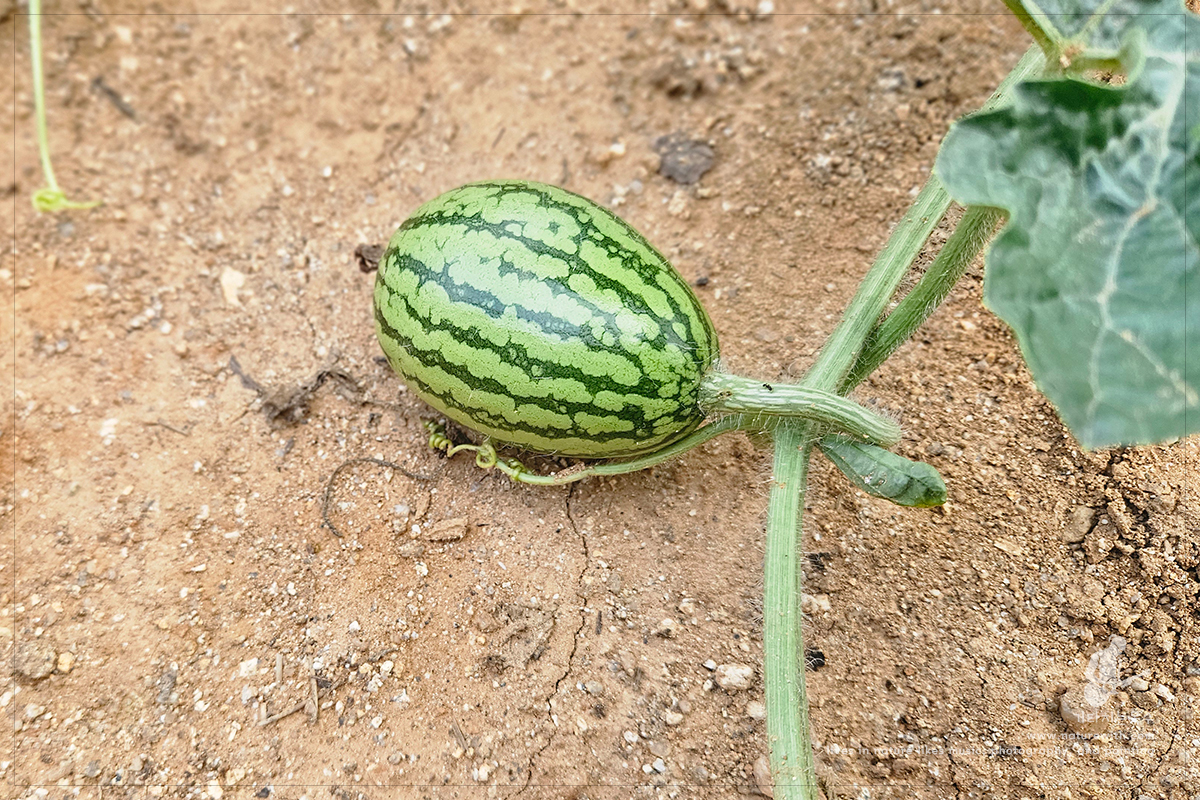 2607041453.jpg