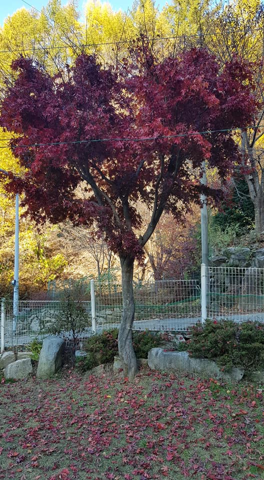 네이처위드