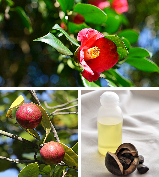 동백유(Camellia Oil)